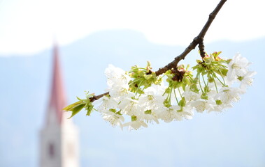 Branches with white blossoms of a cherry tree in spring in front of the tower of a church in Lana in South Tyrol, Italy, Europe	