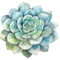 Watercolor Succulent Cactus
- 758335381