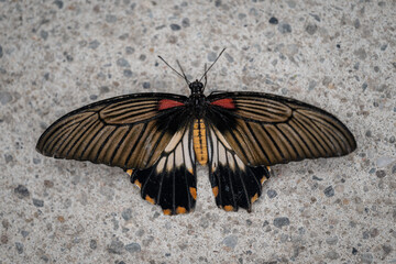 Papilio black butterfly in detail.