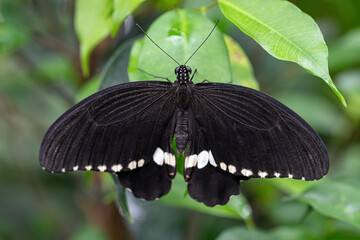 Black large butterfly on a green leaf.