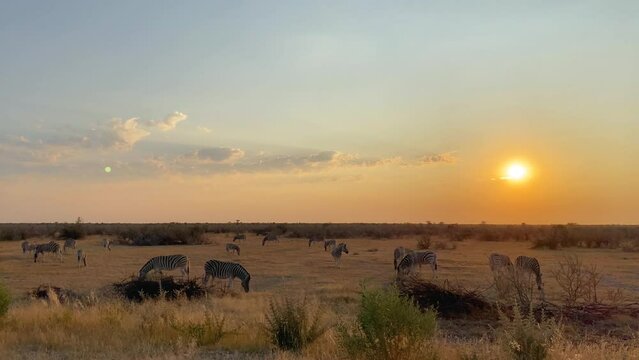 Grazing herd or group of zebra at sunrise near thorn acacia trees and shrubs grass savannah in Etosha Park, Namibia, Africa
