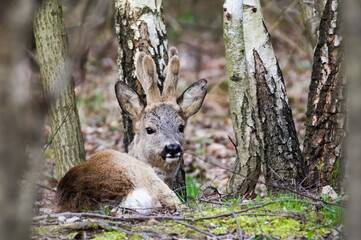 Adult male Capreolus capreolus european roe deer is resting in the forest.