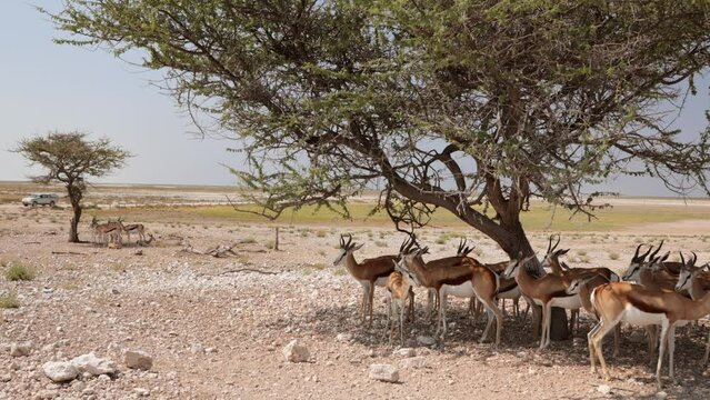 Grazing and browsing herd or group of springbok, impala, or springbuck antelope shading under a acacia tree in Etosha National Park, Namibia, Africa during daylight