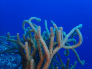 underwater coral reef 