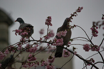 Élégance printanière à Paris: Pigeons perchés sur un cerisier en fleurs