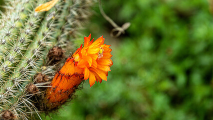 Orange flower of a spiky cactus in the garden