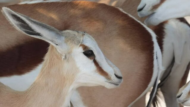 Close up of head of grazing and browsing herd or group of springbok, impala, or springbuck antelope shading under a acacia tree in Etosha National Park, Namibia, Africa during daylight