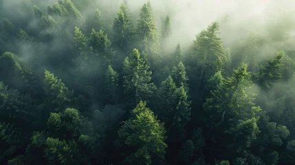Foto auf Acrylglas A captivating aerial view of a foggy forest. Ideal for nature and landscape themes © Fotograf