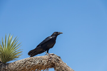Raven sitting on a Joshua Tree