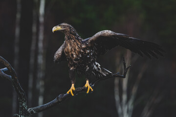 White-tailed eagle perched on a branch