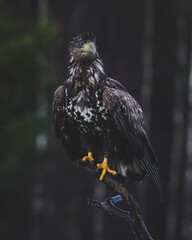 White-tailed eagle perched on a branch