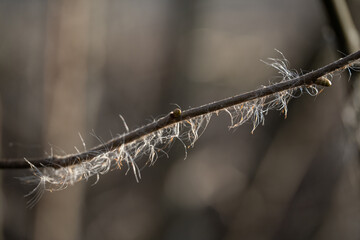 Reed seeds on a twig applied.