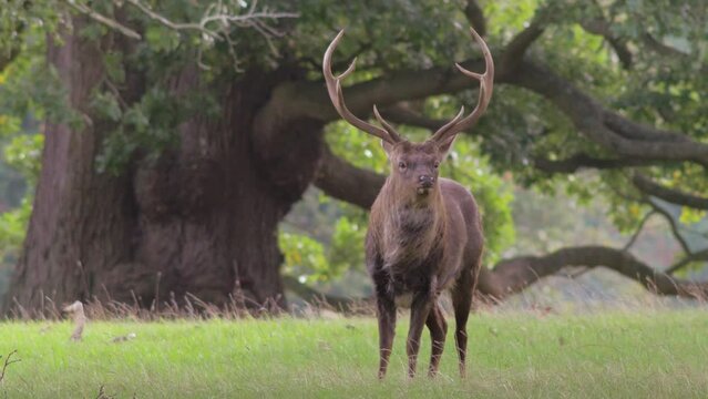 red deer stag with antlers, standing in front of ancient oak tree, windy weather, briefly puts head down