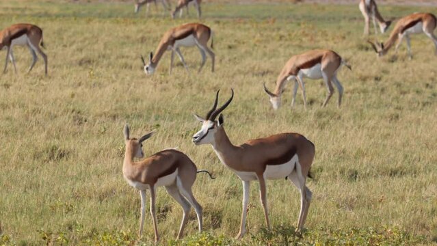 Grazing and browsing herd or group of springbok, impala, or springbuck antelope on the open plan field of Etosha National Park, Namibia, Africa during daylight