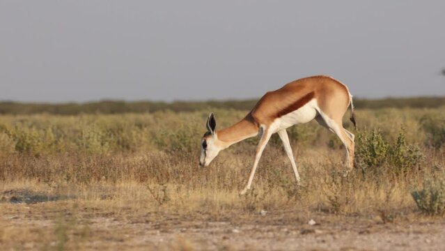 Grazing and browsing springbok, impala, or springbuck antelope on the open plan field of Etosha National Park, Namibia, Africa during daylight