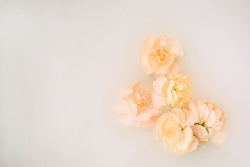 Light peach fuzz carnation on soft white background..