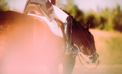 A rider sits atop a bay horse on a sunny summer day, with pink highlights from the setting sun. The...