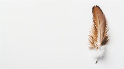 A delicate single brown and white feather against a stark white background, invoking softness and lightness