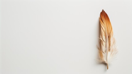 A single elegant feather lies isolated on a white background, symbolizing lightness