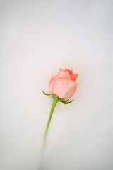 Pink rose on soft background