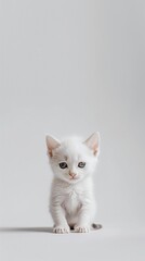 Cute white baby kitten on white background. Wallpaper.
