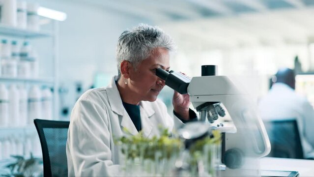 Science, laboratory and woman with plants, microscope and research with senior medical engineer. Biotech, botany and leaves with female scientist checking growth, development or results in agro study