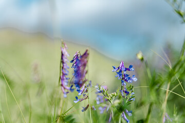 Vicia villosa, known as the hairy vetch, fodder vetch or winter vetch, is a plant native to some of Europe and western Asia. Saddle Road / Waiki'i Ranch., Hawaii island / Big island