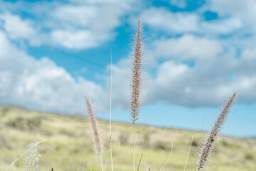 enchrus setaceus, commonly known as crimson fountaingrass, is a C4 perennial bunch grass that is...