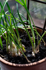 Garlic is grown on a windowsill in a clay pot.
Close-up view.