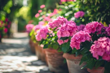 Fototapeta na wymiar A vivid display of pink hydrangea flowers blooming in terracotta pots, lined up along a sunlit garden path
