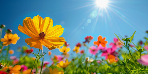 A vibrant field of colorful cosmos flowers bathed in sunlight, with the bright blue sky as a...