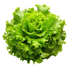 Green leaves of iceberg lettuce isolated on Transparent background.