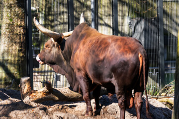 Watusirund (Watutsirund or Watestirund), is a breed of African cattle in Amsterdam Artis Zoo. Amsterdam Artis Zoo is oldest zoo in the country. Amsterdam, the Netherlands.