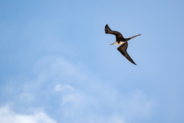 Magnificent frigatebird (Fregata magnificens) in flight over the Cancun sky