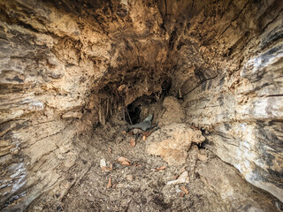 Interior of a hollow rotten tree trunk