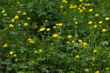 A bunch of Globeflowers blooming on a lush and green wild meadow in rural Estonia, Northern Europe	