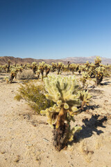 Cholla cactus garden at Joshua Tree National Park, CA