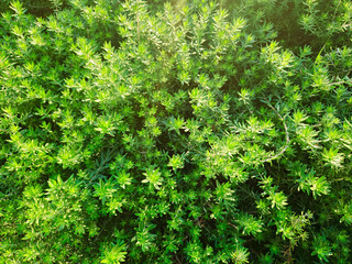 green leaves background