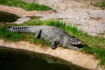 Crocodile