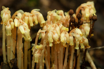 Closeup of Pinesap flowering in a late summer boreal forest in Estonia, Northern Europe