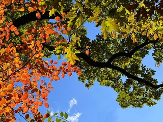 Autumn leaves bright orange yellow green foliage on blue sky.