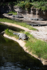 crocodile in the river