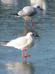 Mouettes sur un lac gelé