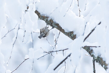 Small Marsh tit searching for food upside down in a snowy forest in Estonia, Northern Europe