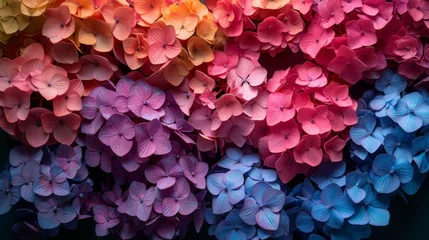 Rolgordijnen Image displays a vibrant array of multicolored hydrangea flowers transitioning from blue to pink tones © TheGoldTiger