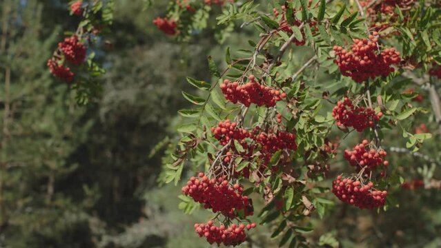 Tree bushes clusters of ripe red rowan berries delightful and tasty food for everyone. Branches of bright red rowan berries tempt with their vibrant hue Tasty red rowan berries on tree branch