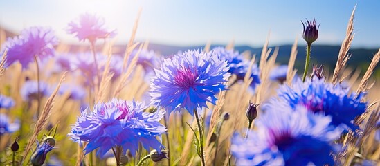 A vibrant field of violet and electric blue flowers stretches out under the sunny sky, creating a...