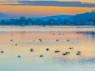 Hazy sunrise with black swans on the bay
