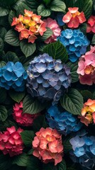 Vibrant array of hydrangea flowers in varying shades of blue, pink, and orange amidst green leaves