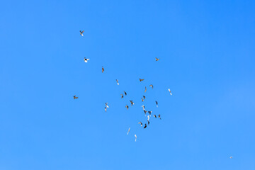 A flock of birds flying in the sky on a clear day